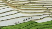 Cultivos de arroz Vietnam