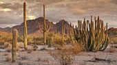 Desierto Cactus Sonora Revista Nature