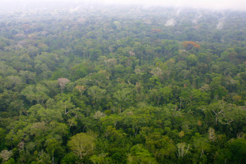 Reforestación en México