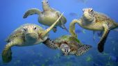 Tortugas en peligro Queensland