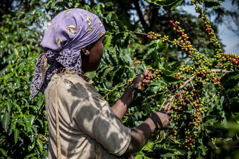 Según un estudio, el calentamiento global causará que la mitad de las cosechas de café desaparezcan.