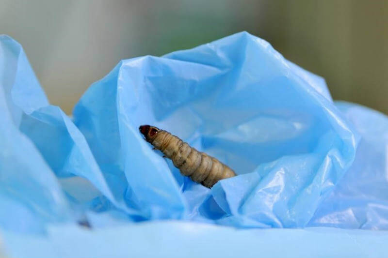 Investigadores realizan experimentos para confirmar que los gusanos se comen el plástico.