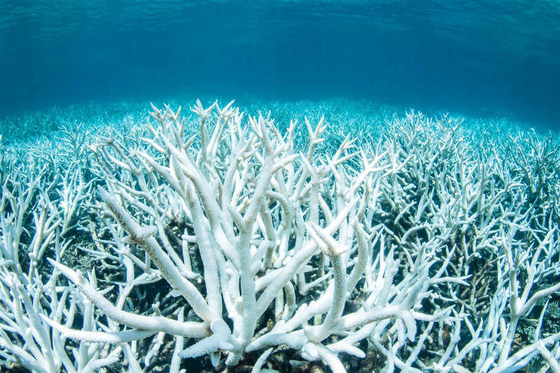 Si el arrecife desaparece por completo, miles de especies perderían su hogar y más de 60,000 personas se quedarían sin empleo.