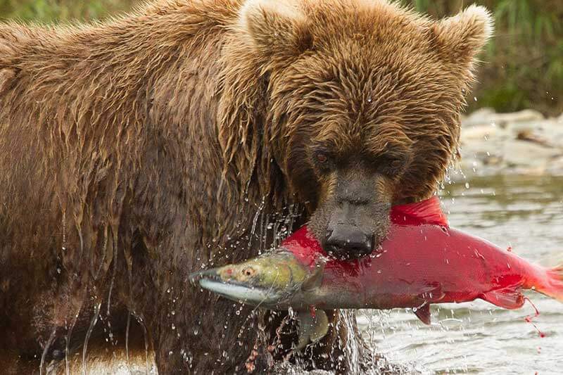 Con los cambios en el clima ha cambiado la dieta de los osos grizzly en Alaska