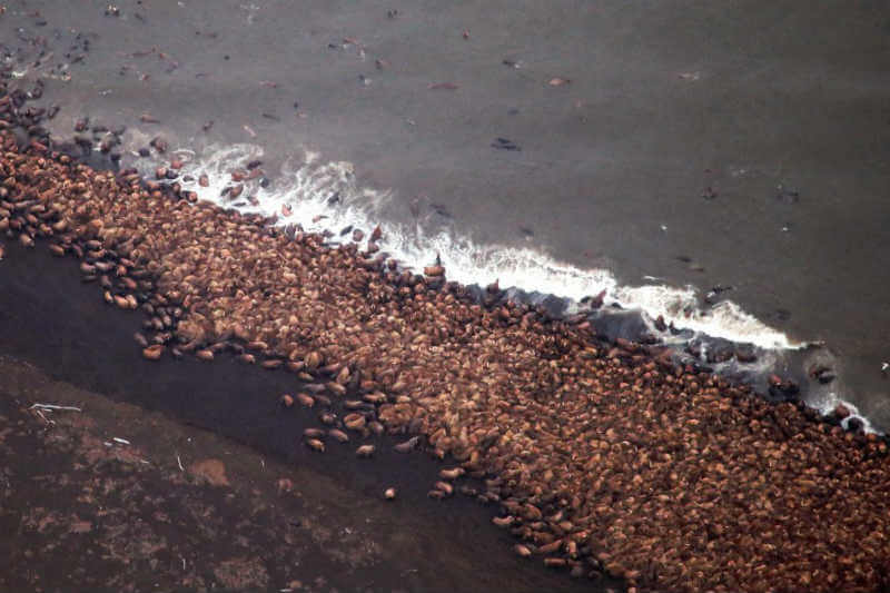 Debido a la pérdida de hielo marino, las aglomeraciones de morsas en las islas de Alaska son cada vez más grandes y peligrosas.