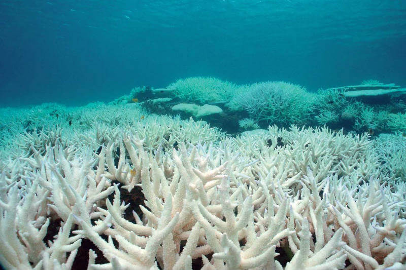 La tecnología genética le permitirá a los científicos identificar corales resistentes a estresores ambientales para así poder salvarlos.