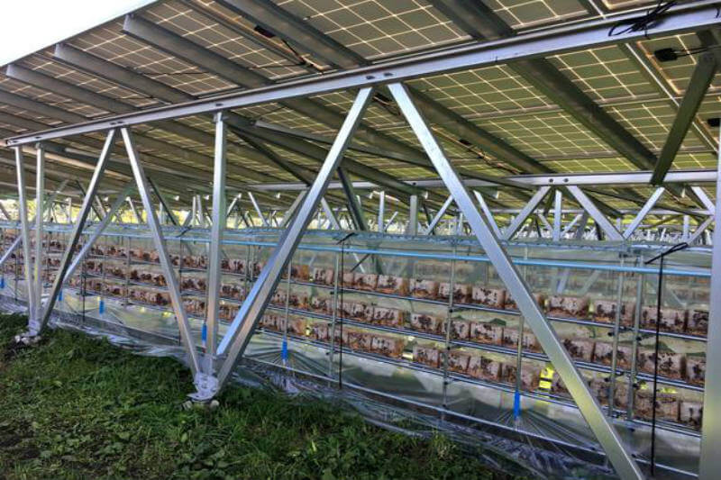 Compañías en Japón se unen para construir dos plantas solares, con un capacidad de 4,000 kW, para darle un uso a las tierras de cultivo abandonadas.