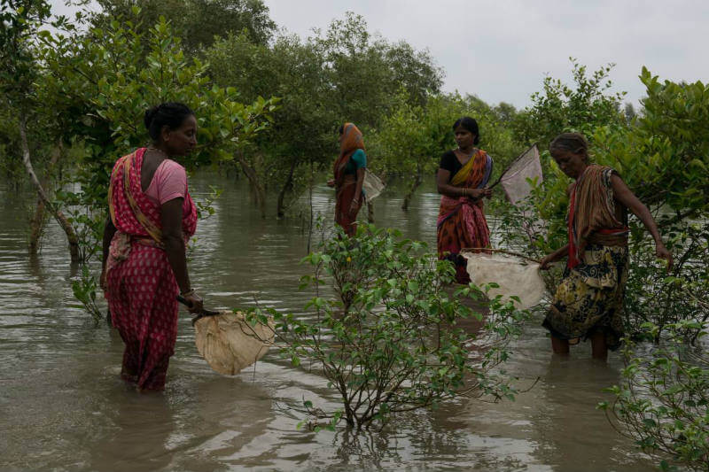 Mujeres en India arriesgan su vida pescando en aguas peligrosas porque ya no pueden cosechar en sus tierras infértiles.