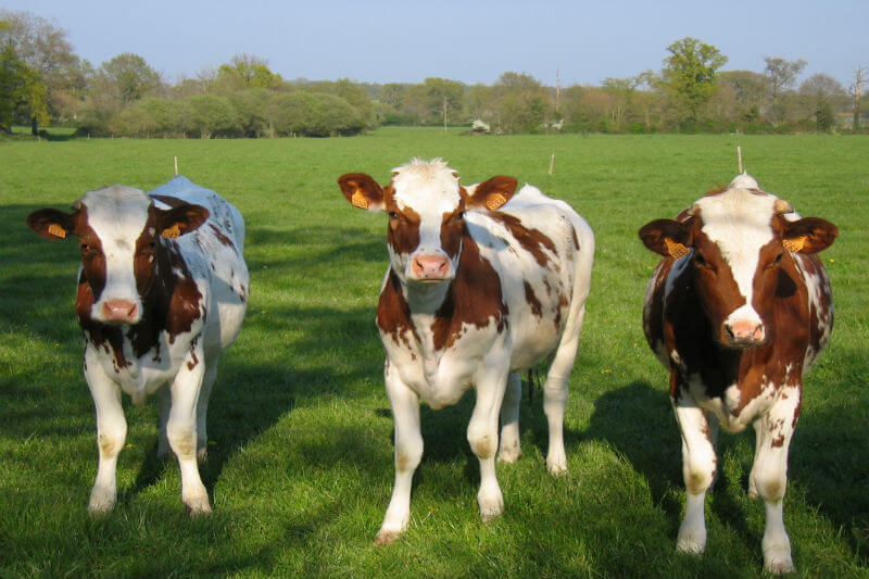 La gran cantidad de ganado en muchas regiones ha llevado a que el metano en el aire aumente más rápido de lo previsto debido a datos desactualizados.