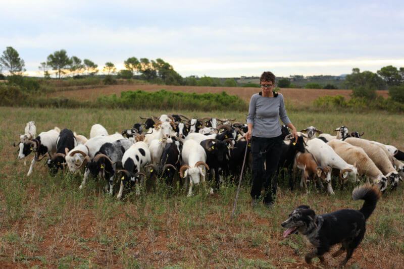Agricultores en España dirigen a sus cabras a lugares con maleza para que se alimenten de ella y así reducir la la intensidad del fuego.