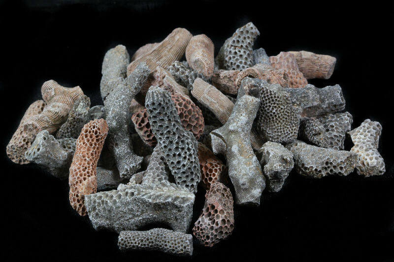 Estudio destaca que los corales fosilizados muestran que en el pasado, el nivel del mar aumentó varios metros en solo décadas, debido al deshielo.