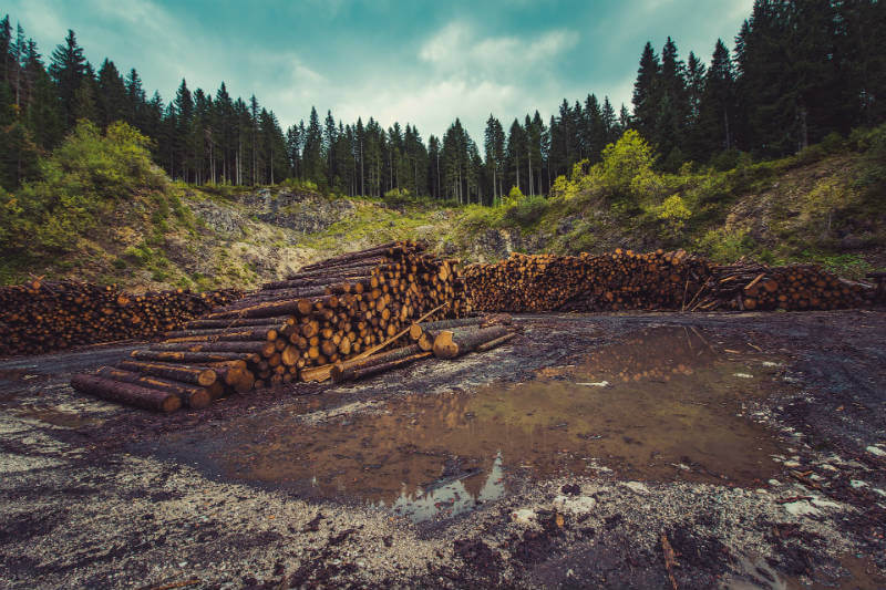 Según estimaciones del Global Forest Watch, la pérdida de áreas forestales en todo el mundo alcanzó en 2016 un nivel récord de 29,7 millones de hectáreas.