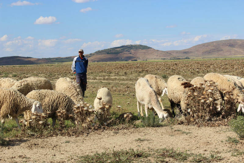 Menos lluvia y temperaturas más altas significan que los pastores en Argelia están luchando cada vez más para mantener sus rebaños.