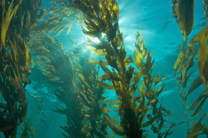 El Departamento de Energía de los Estados Unidos respaldará 18 proyectos de investigación sobre algas para utilizarlas como combustible limpio.