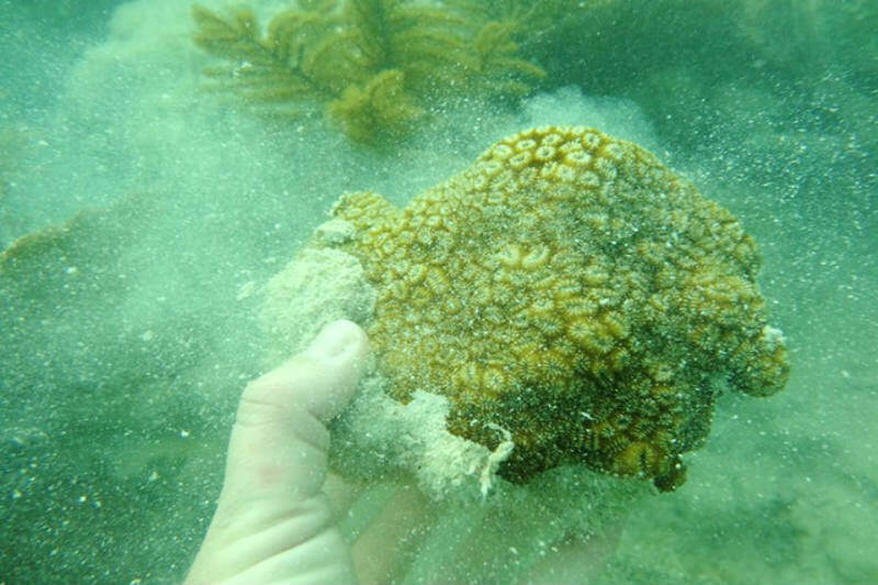 El huracán devastó los arrecifes de coral del estado de Florida, pero un equipo de investigadores y buzos está trabajando para ayudarlos a recuperarse.