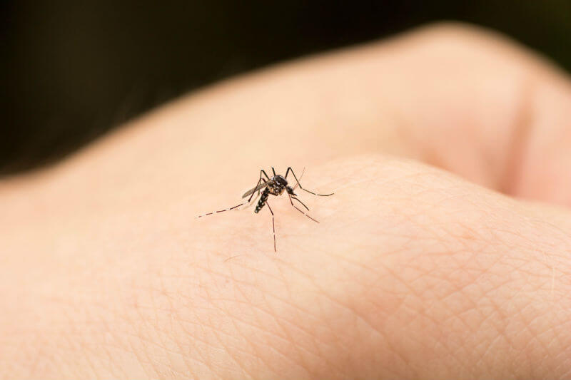 El virus del dengue es transmitido por mosquitos que cambian su zona de actividad por los cambios de humedad y temperatura, alterando su capacidad contagiosa.