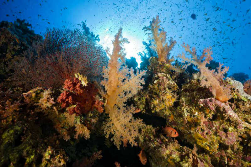 Resulta que al norte del mar Rojo hay una región de arrecifes excepcionalmente resistentes a temperaturas superiores a las normales.