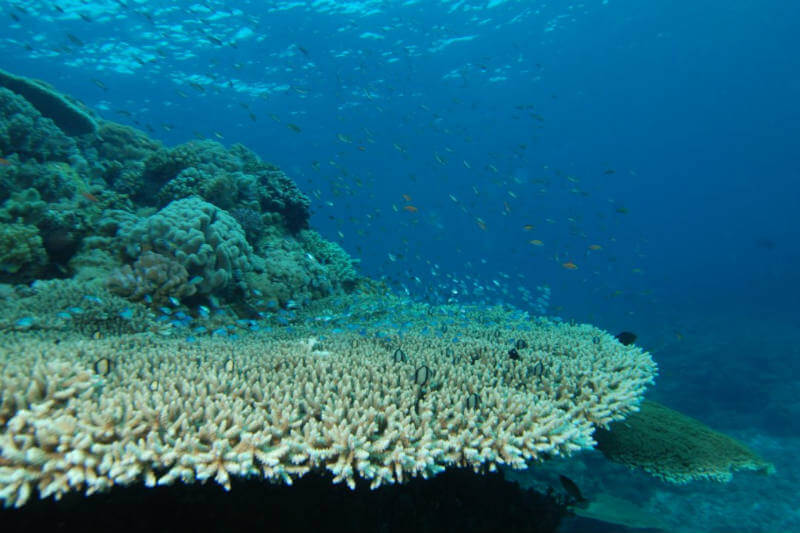 Estudio resaltó que los ecosistemas marinos sufrían unos 30 días de calores extremos al año a principios del siglo 20 y ahora experimentan 45.