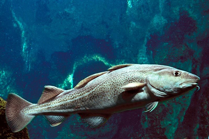 Estudio reveló que a medida que el agua se calienta, el "límite biogeográfico" que separa a varias especies cambiará, afectando su distribución y la pesca.
