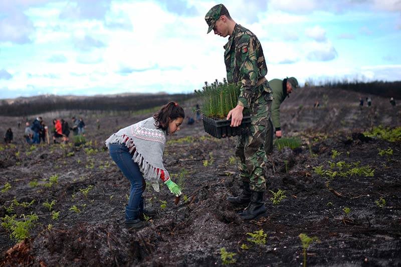 Alrededor de 3,000 voluntarios plantaron pinos en el bosque de Leiria (centro de Portugal), quemado por los devastadores incendios del año pasado.