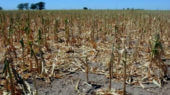 El Ministerio de Agroindustria de la Nación oficializó para la provincia de Córdoba la declaración de estado de emergencia y/o desastre agropecuario.