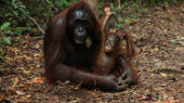 Video muestra a un orangután enfrentando a una excavadora, claro ejemplo de que en Borneo la población ha desaparecido más de un 50% en los últimos 60 años.