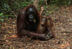 Video muestra a un orangután enfrentando a una excavadora, claro ejemplo de que en Borneo la población ha desaparecido más de un 50% en los últimos 60 años.