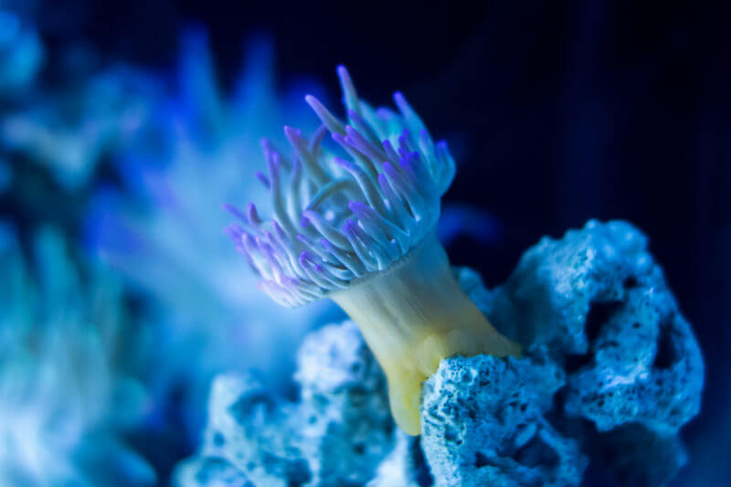 Científicos se sorprendieron al descubrir que los corales en la Gran Barrera, a unos 40 metros por debajo de la superficie del océano, se blanquearon en 2016.