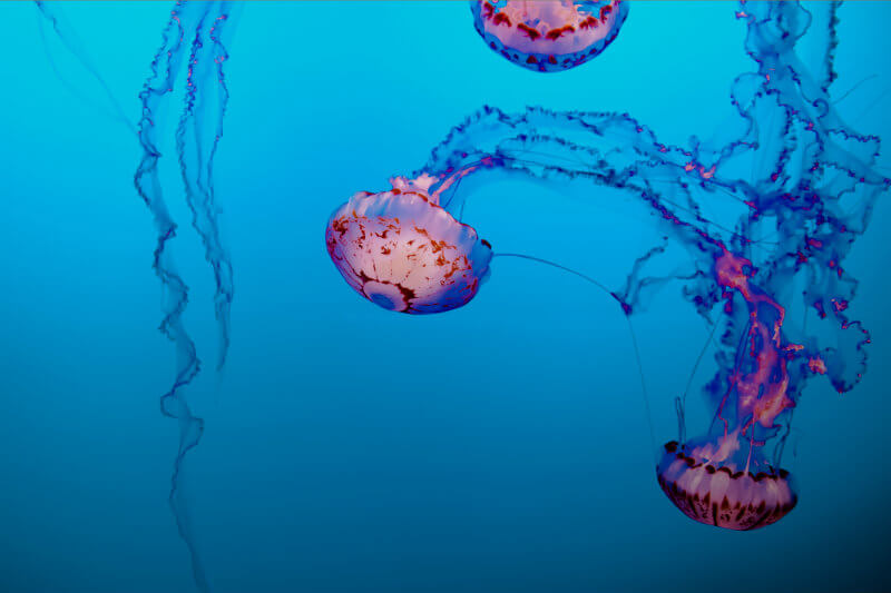 La investigadora del CSIRO, Lisa Gershwin, explica que la proliferación de medusas se está dando como respuesta a un clima más cálido de lo normal.