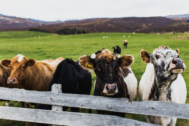 La producción de carne cultivada con altos insumos energéticos podría estimular el calentamiento global más a largo plazo que algunos tipos de ganado vacuno.