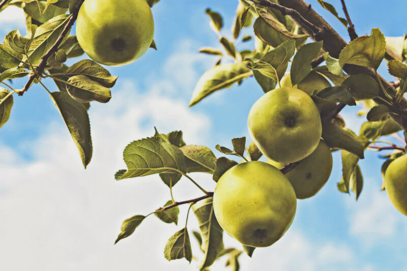 Los socios IRTA, Fruit Futur y Plant Food Research han presentado una nueva variedad de manzanas y peras de buena calidad que resisten climas cálidos.