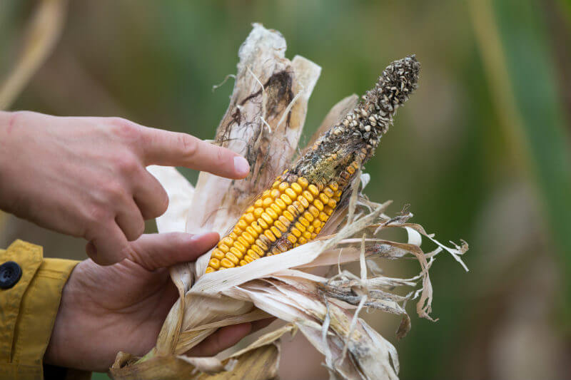 La sequía afecta drásticamente a agricultores guatemaltecos y su economía.