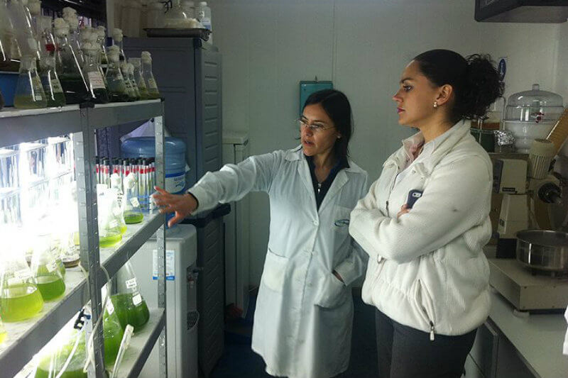 Empresa liderada por mujeres revoluciona el uso de microalgas para capturar gases tóxicos.