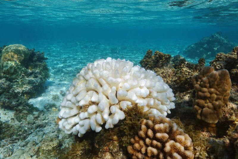 El Síndrome blanco se propaga mientras que ya ha acabado con un tercio de la barrera de corales en el norte de Quintana Roo.