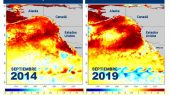 El fenómeno podría ser tan dañino como "gota cálida" que causó la proliferación de algas y mató a los leones marinos hace varios años.