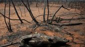 El fuego continúa invadiendo la Chiquitania y el Chaco, donde la fauna y flora que ha logrado sobrevivir sufre un efecto total de desastre. 