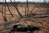 El fuego continúa invadiendo la Chiquitania y el Chaco, donde la fauna y flora que ha logrado sobrevivir sufre un efecto total de desastre. 