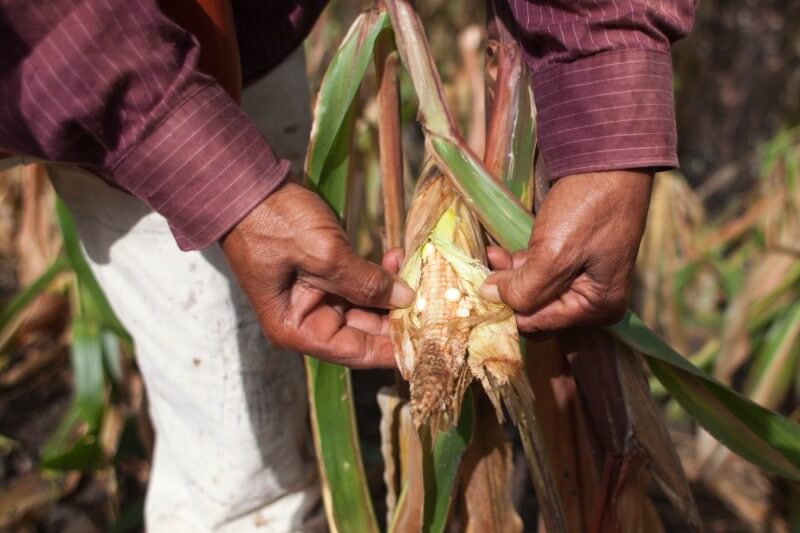 Las principales causas de migración en países centroamericanos es la escasez de cultivos que está dejando a las personas en extrema pobreza y hambre. 