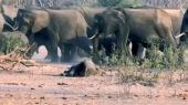 Al menos 55 elefantes han muerto de hambre en los últimos dos meses en el parque nacional más grande de Zimbabue.