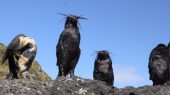 Ubicada en el océano Atlántico, la isla contaminada de 12.6 km² ha sido declarada por la UNESCO como reserva de vida silvestre.