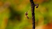 Los veranos inusualmente cálidos significan que los mosquitos portadores de una infección mortal están moviéndose más al norte.