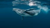 Las grandes ballenas absorben un promedio de 33 toneladas de CO2 cada una durante toda su vida antes de morir.