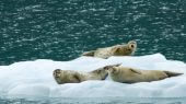 El derretimiento del hielo marino del Ártico ha abierto nuevas vías para que un peligroso virus sea letal para los mamíferos del Océano Pacífico norte.