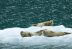 El derretimiento del hielo marino del Ártico ha abierto nuevas vías para que un peligroso virus sea letal para los mamíferos del Océano Pacífico norte.