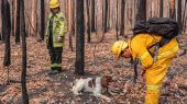Estos dos canes rescatistas del Fondo Internacional para el Bienestar Animal han logrado rescatar a decenas de animales de los árboles de eucalipto incinerados.