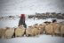 A pesar de las nevadas prematuras, los inviernos se están calentando, lo que reduce la calidad y cantidad de la valiosa lana de pashmina.