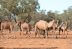 Los pueblos aborígenes de la reserva explican que los camellos acuden a las fuentes de agua debido a la sequía del lugar y obstruyen el acceso a los locales.