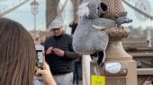 Los peluches llevan una tarjeta colgando en la que se puede leer “más de 1,000 millones de animales han muerto en los incendios de Australia”.