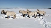 CAballos podrían salvar el permafrost