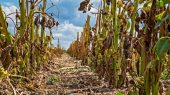 Clima extremo puede afectar agricultura a nivel mundial